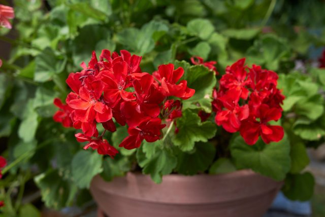 Pelargonium zonale, shuningdek, geranium sifatida ham tanilgan Gullash davrida zonal pelargonium