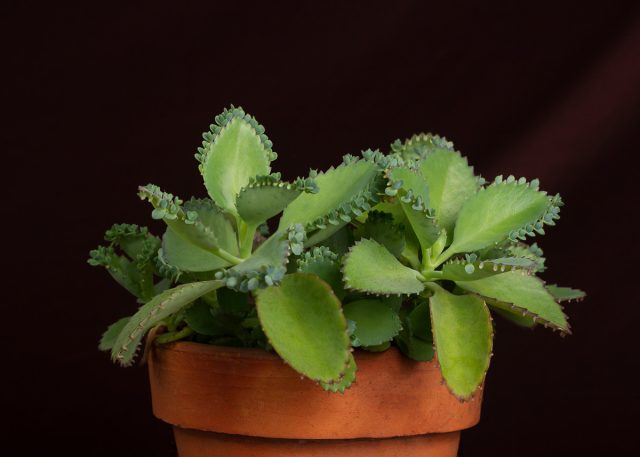 Kalanchoe daigremontiana Kalanchoe daigremontiana yosh kurtaklar bilan