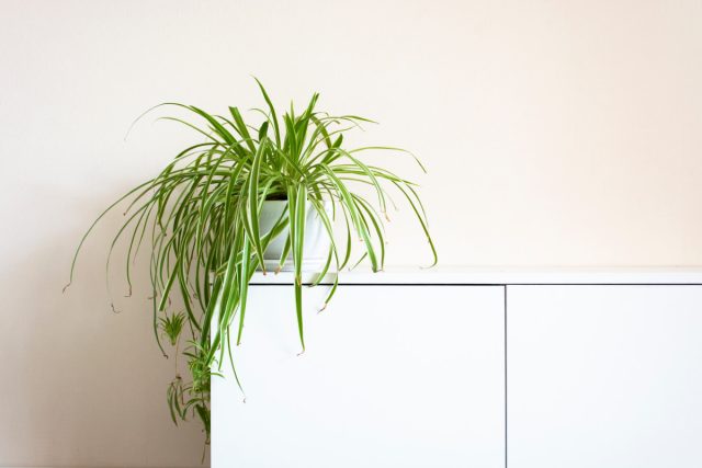 Xlorofytum comosum Chaqaloqlar bilan Chlorophytum comosum