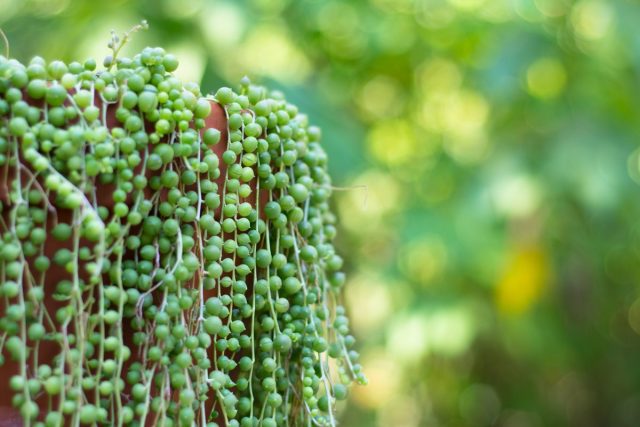 Крестовник Роули (Senecio rowleyanus) Крестовник Роули с листьями-горошинами