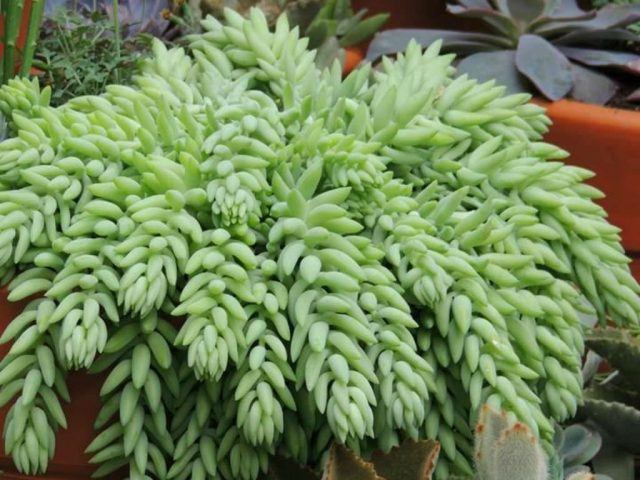 Очиток Моргана (Sedum morganianum) Очиток Моргана в подвесном горшке