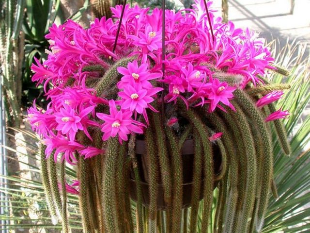 Дизокактус плетевидный (Disocactus flagelliformis) Дизокактус плетевидный во время цветения