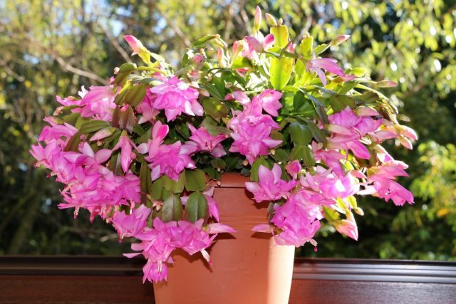Шлюмбергера (Schlumbergera) Цветущая шлюмбергера