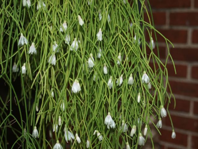 Рипсалис кампос-порто (Rhipsalis campos-portoana) Рипсалис кампос-порто с тонкими побегами