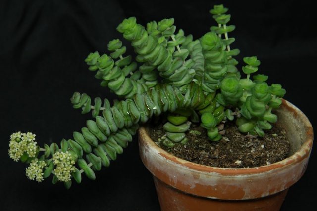 Толстянка наскальная (Crassula rupestris) Толстянка наскальная с мясистыми листьями
