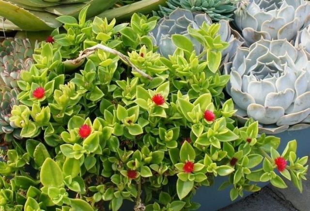Мезембирантемум сердцелистный (Mesembryanthemum cordifolium) Мезембирантемум в кашпо