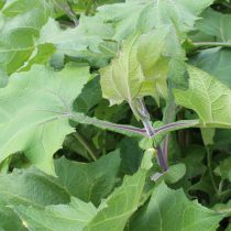 Якон (Smallanthus sonchifolius) — родственник подсолнуха и топинамбура