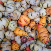 Клубни настурции употребляют и в сыром виде, тогда по вкусу они немного похожи на горьковатый редис