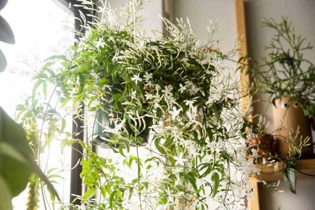 В комнатной культуре особенно распространены жасмин многоцветковый (J. polyanthum) и аравийский (J. sambac). Цветущие ветви жасмина в горшечной культуре