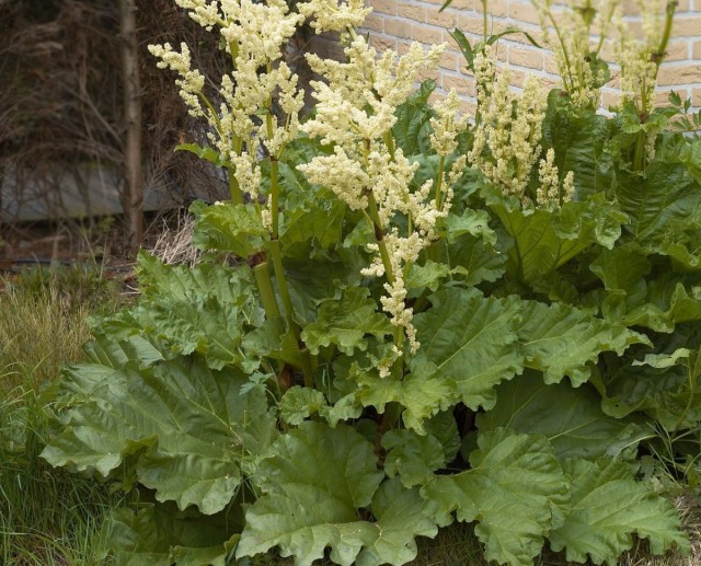 Ревень огородный (Rheum rhaponticum) Ревень огородный (Rheum rhaponticum)