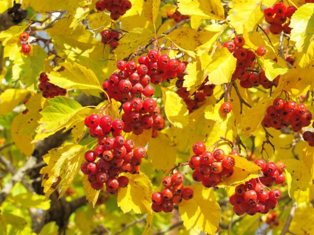 Боярышник (Crataegus)