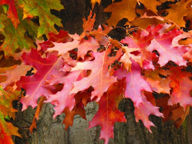 Дуб красный (Quercus rubra)