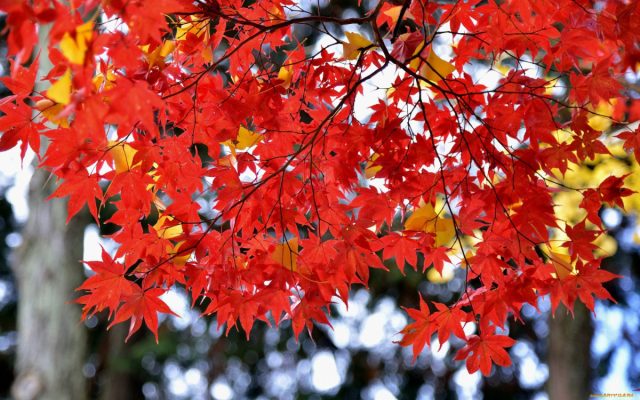 Клен (Acer)