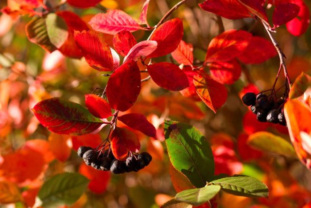 Арония (Aronia)