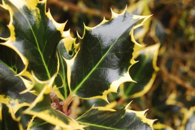 Падуб (Ilex)