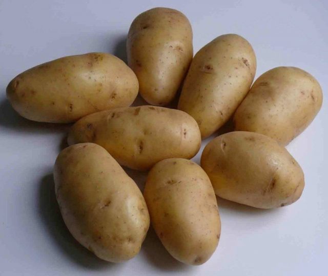 Картофель «Невский Картофель «Невский