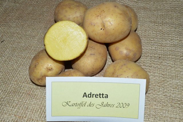 Картофель «Адретта» (Adretta) Картофель «Адретта