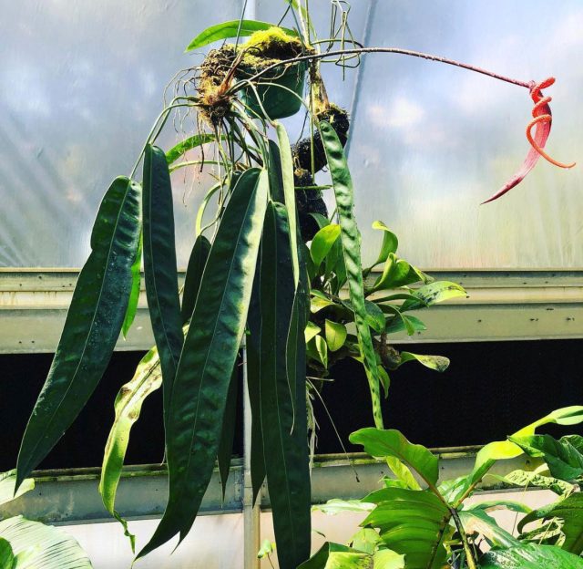 Anthurium wendlingeri гүлшоғырлары уақыт өте келе спираль тәрізді болады. Спираль тәрізді гүлшоғырлары бар Anthurium Wendlingeri