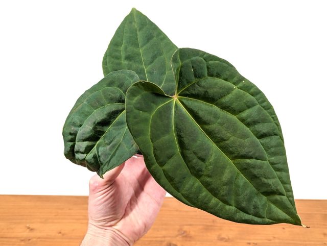 Anthurium гибриді, crystal x luxurians тек жүрек тәрізді жапырақтарға ғана емес, сонымен қатар жапырақ пышағының ерекше құрылымына да ие. Текстуралы жапырақтары бар гибридті антурий