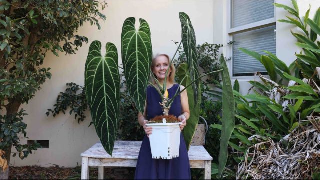 Вароквеанумның (Anthurium Warocqueanum) жапырақтары асыл және ұзартылған, сонымен қатар өте үлкен, ұзындығы шамамен 2 метрге дейін өседі. Anthurium varoccanum-ның үлкен жапырағы