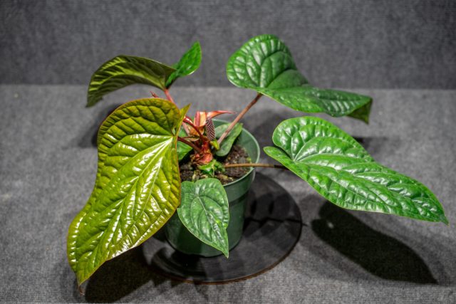 Anthurium гибриді, rooting x luxuriance ерекше көрінісі мен салыстырмалы түрде төмен бағасына байланысты ең танымал антуриумдар тізіміне кіреді. Радиканс х люксурианс гибридінің жас жапырақтары
