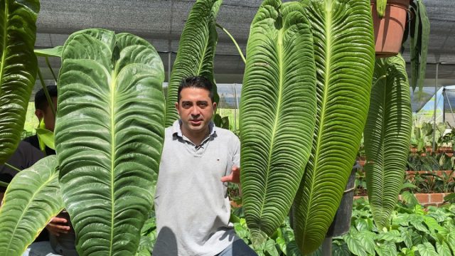 Anthurium veitchii өзінің ұзын, қалың гофрленген жапырақтарымен, ашық жасыл түсімен танымал. Anthurium veichii гофрленген жапырақтары