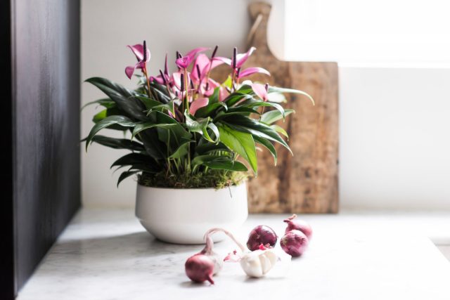 Anthurium andraeanum 'Zizou' Антуриум Андренің көп түсті түрлері