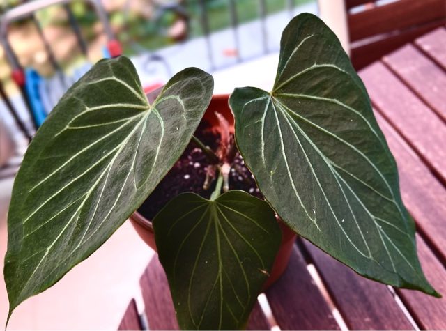 Anthurium 'Kool of Spades' үлкен, дерлік қара жапырақтары бар. Күрек патшасы Антуриумның қара жапырақтары