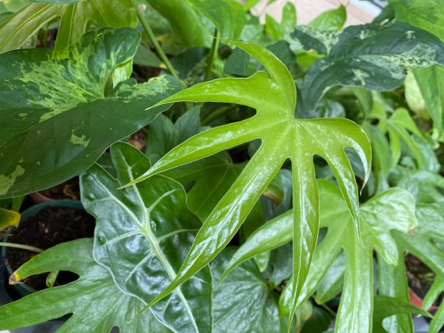 «'Jari' (Anthurium pedatoradiatum 'Jari') - алақан тәрізді, шырышты қабық тәрізді кесілген жапырақтарымен ерекшеленетін орташа тығыз түр. Кесілген жапырақтары бар Anthurium Jari