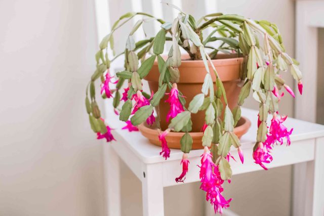 Шлюмбергера (Schlumbergera) известна сочными уплощенными стеблями и яркими красными цветками, которые появляются в зимнее время Шлюмбергера в период зимнего цветения