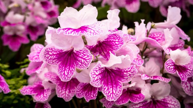 С марта по ноябрь украсьте свой дом яркими цветками стрептокарпуса (Streptocarpus) Яркие соцветия стрептокарпуса