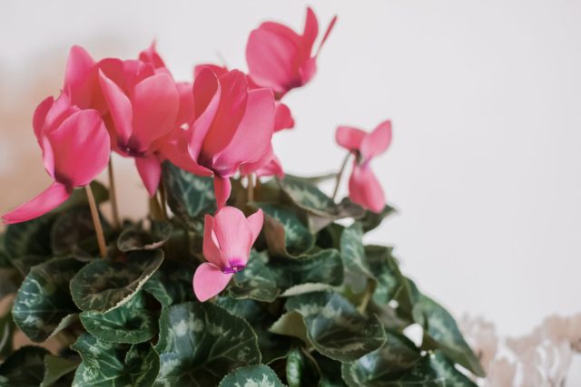 Миниатюрный цикламен (Cyclamen persicum) не относится к числу самых крупных комнатных растений, но этот недостаток легко компенсируется цветками оригинальной формы Цветущий цикламен на подоконнике