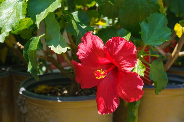 Гибискус (Hibiscus rosa-sinensis) легко украсит любое помещение, привнося колорит южных морей Крупные красные цветы гибискуса
