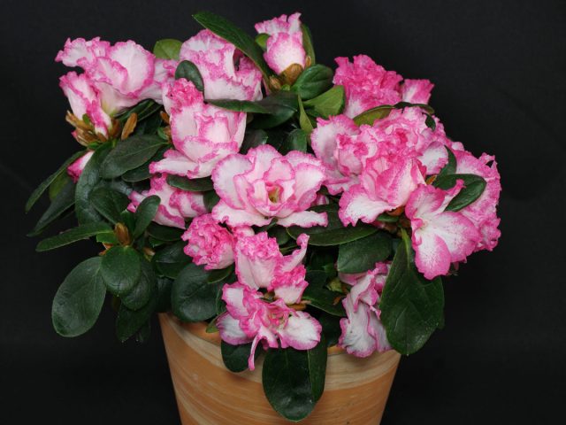 Рододендрон Симса (Rhododendron simsii) порадует прекрасными махровыми цветками с сентября по апрель Цветущая азалия в горшке
