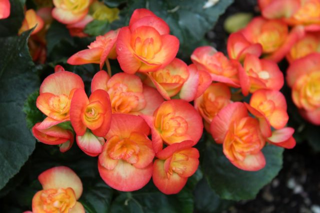 Бегония элатиор (Begonia elatior), которую часто дарят на праздники, может похвастаться не только великолепными цветками, но и выносливостью Бегония элатиор в интерьере