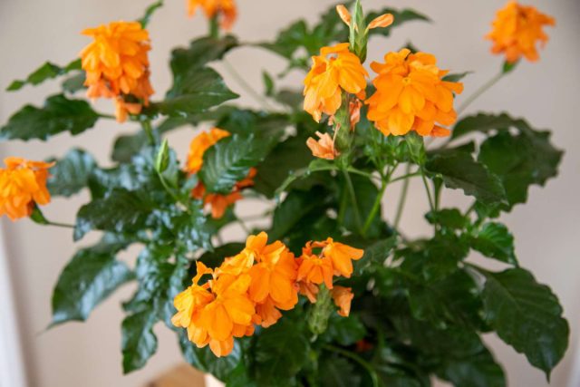 Цветки кроссандры (Crossandra) обычно лососевого или ярко-оранжевого цвета, но также могут быть оттенков желтого, красного или розового Яркие соцветия кроссандры