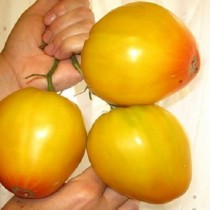 Pomidor "Oltin gumbazlar"« Pomidor "Oltin gumbazlar"«