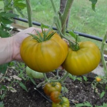 Pomidor "Malaxit qutisi"« Pomidor "Malaxit qutisi"«