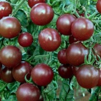 Pomidor "Dikovinka"« Pomidor "Dikovinka"«