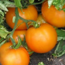 Pomidor "Apelsin"« Pomidor "Apelsin"«