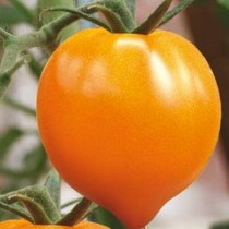 Pomidor "Oltin yurak"« Pomidor "Oltin yurak"«