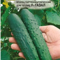 Полив огурцов в открытом грунте