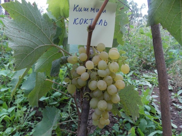 уход за виноградом летом пасынкование