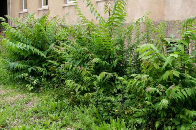 Айлант высочайший (Ailanthus altissima)
