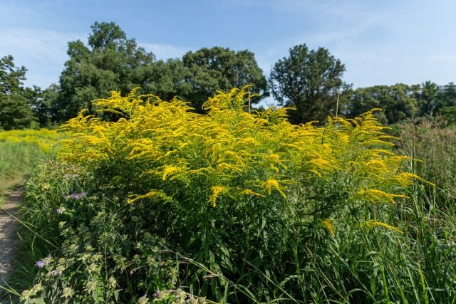 Золотарник канадский (Solidago canadensis)