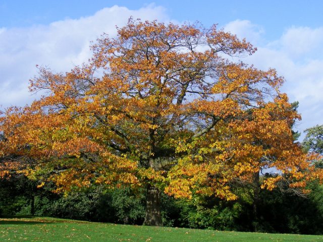Красный дуб (Quercus rubra)