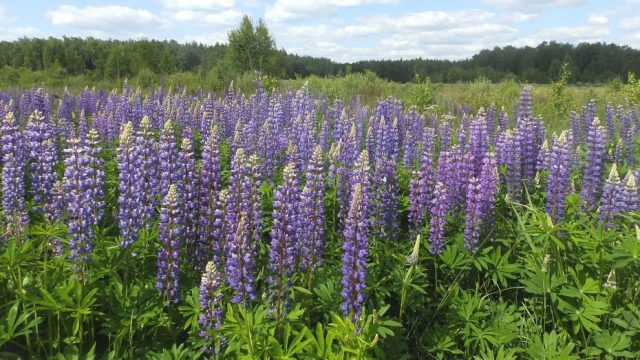 Люпин многолистный (Lupinus polyphyllus)