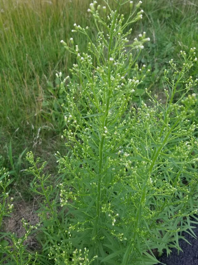 Мелколепестник канадский (Erigeron canadensis)