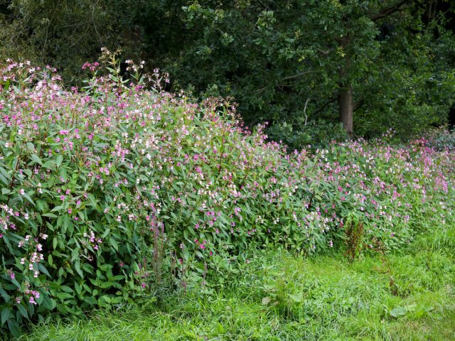 Недотрога железконосная (Impatiens glandulifera)