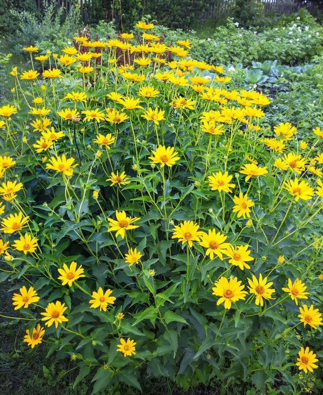 Подсолнечник клубненосный, или Топинамбур (Helianthus tuberosus)